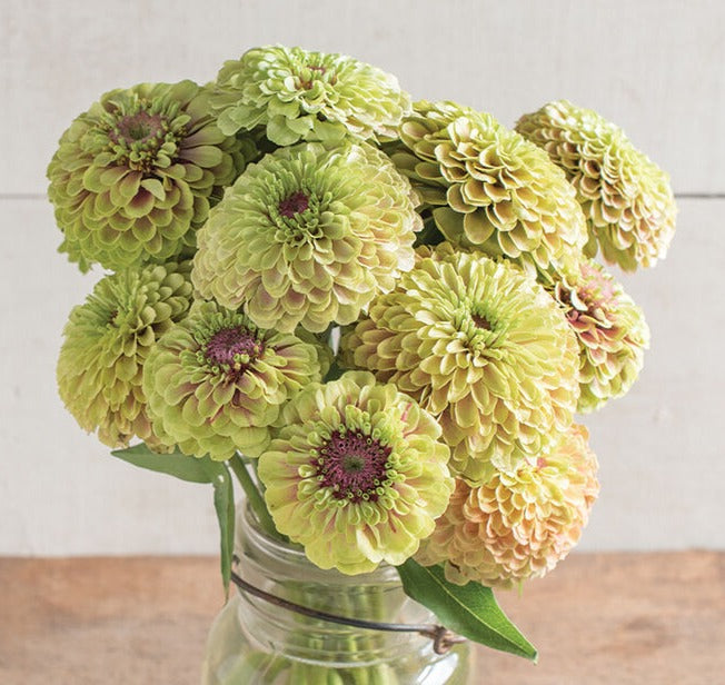 Zinnia Queen Lime Blush