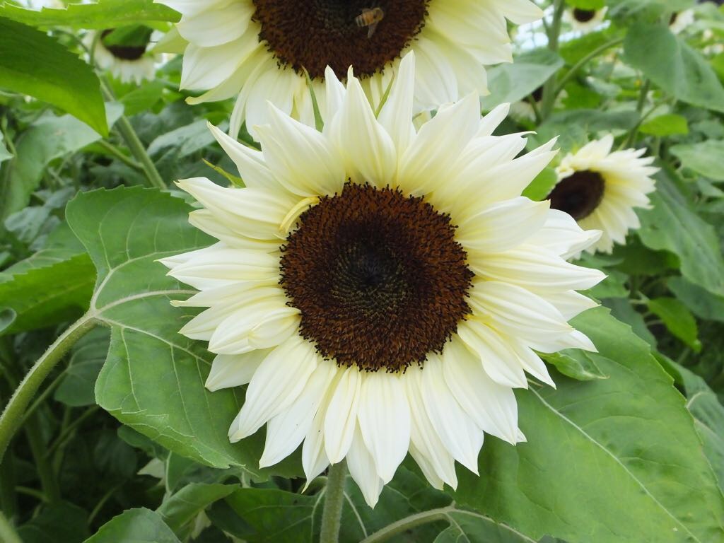Solros Pro Cut White