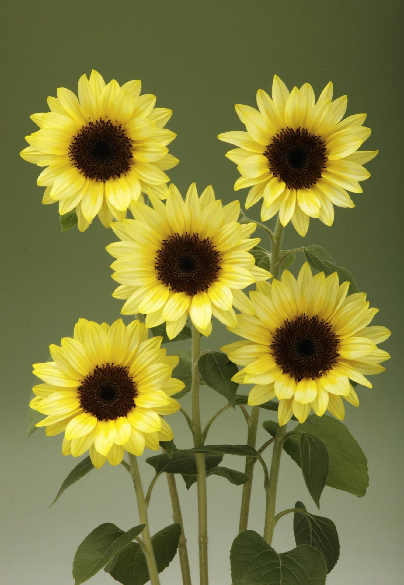 Solros Sunrich Limoncello Summer