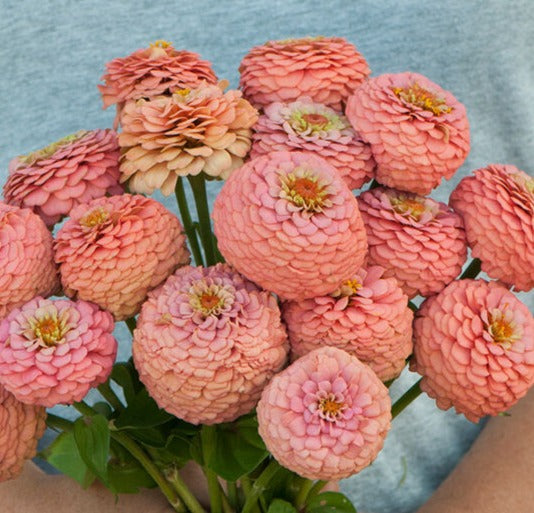 Zinnia Oklahoma Salmon