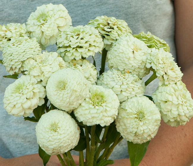 Zinnia Oklahoma White