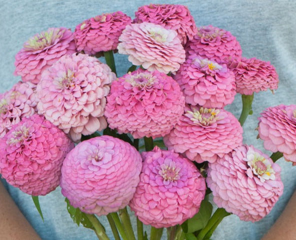 Zinnia Oklahoma Pink