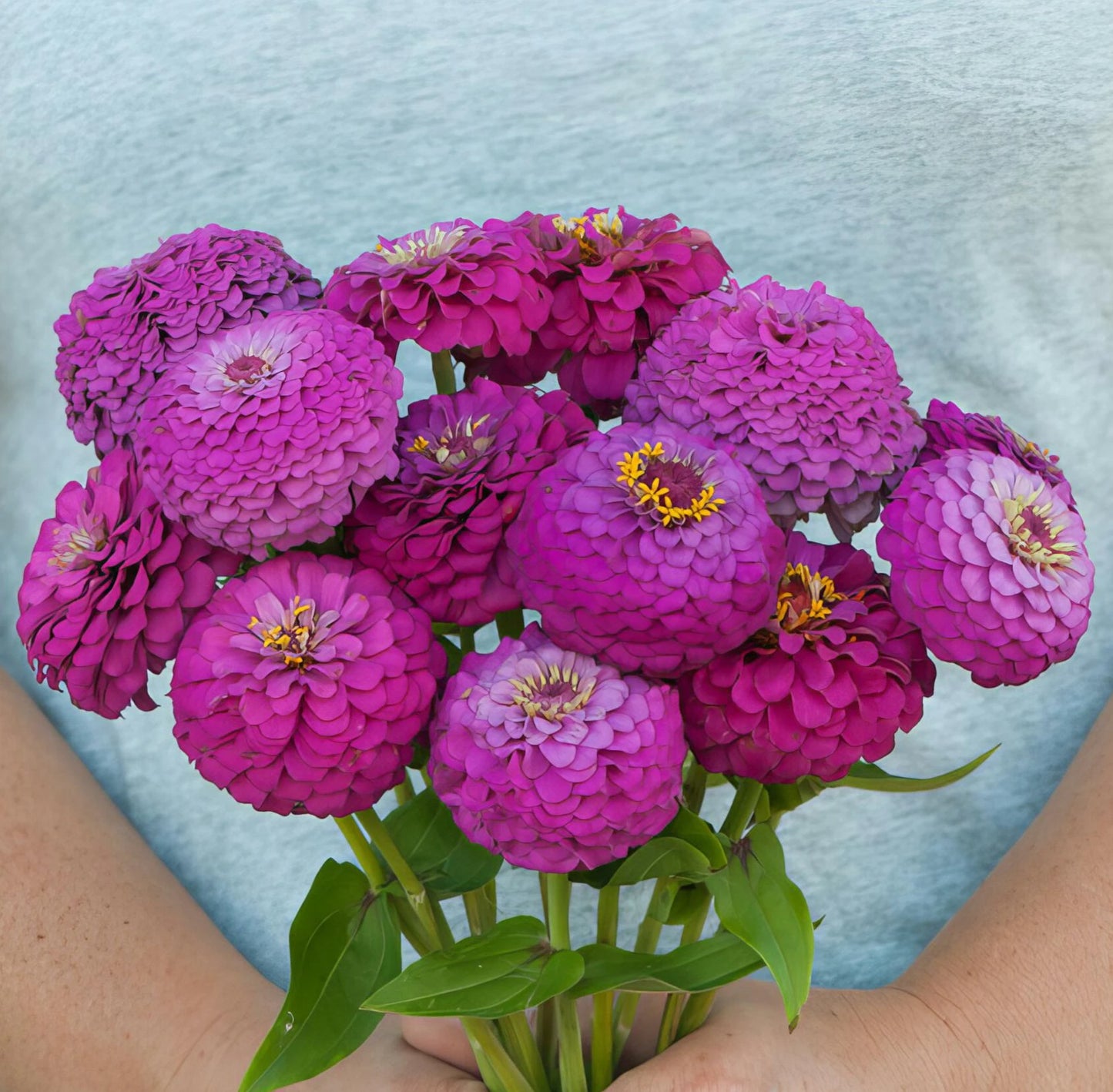 Zinnia Oklahoma Carmine