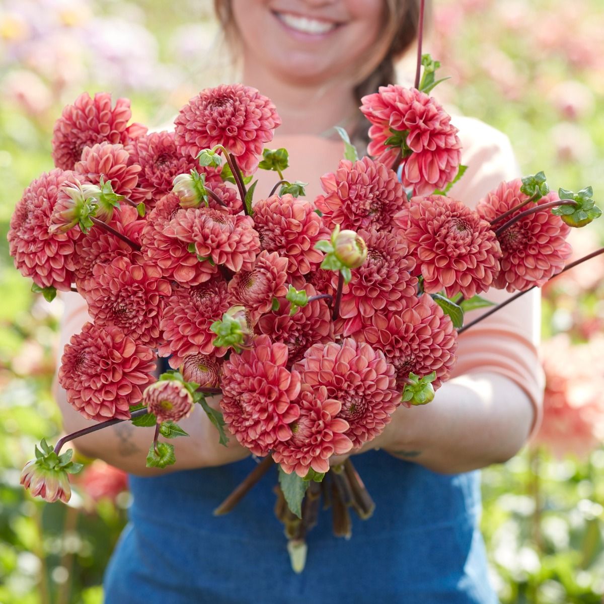 Dahlia Ariston