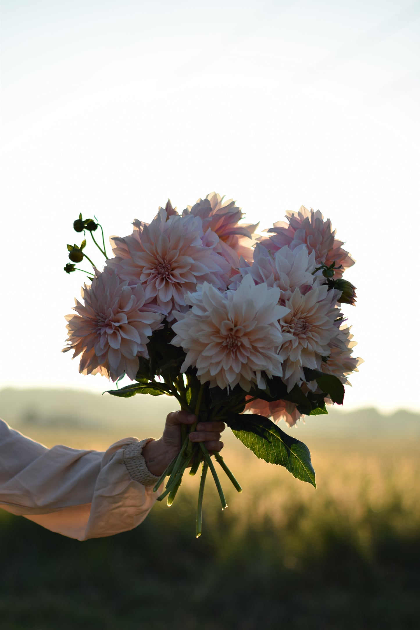 Dahlia Café Au Lait
