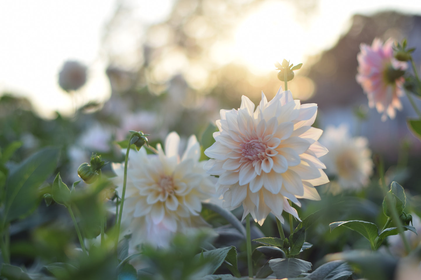 Dahlia Café Au Lait
