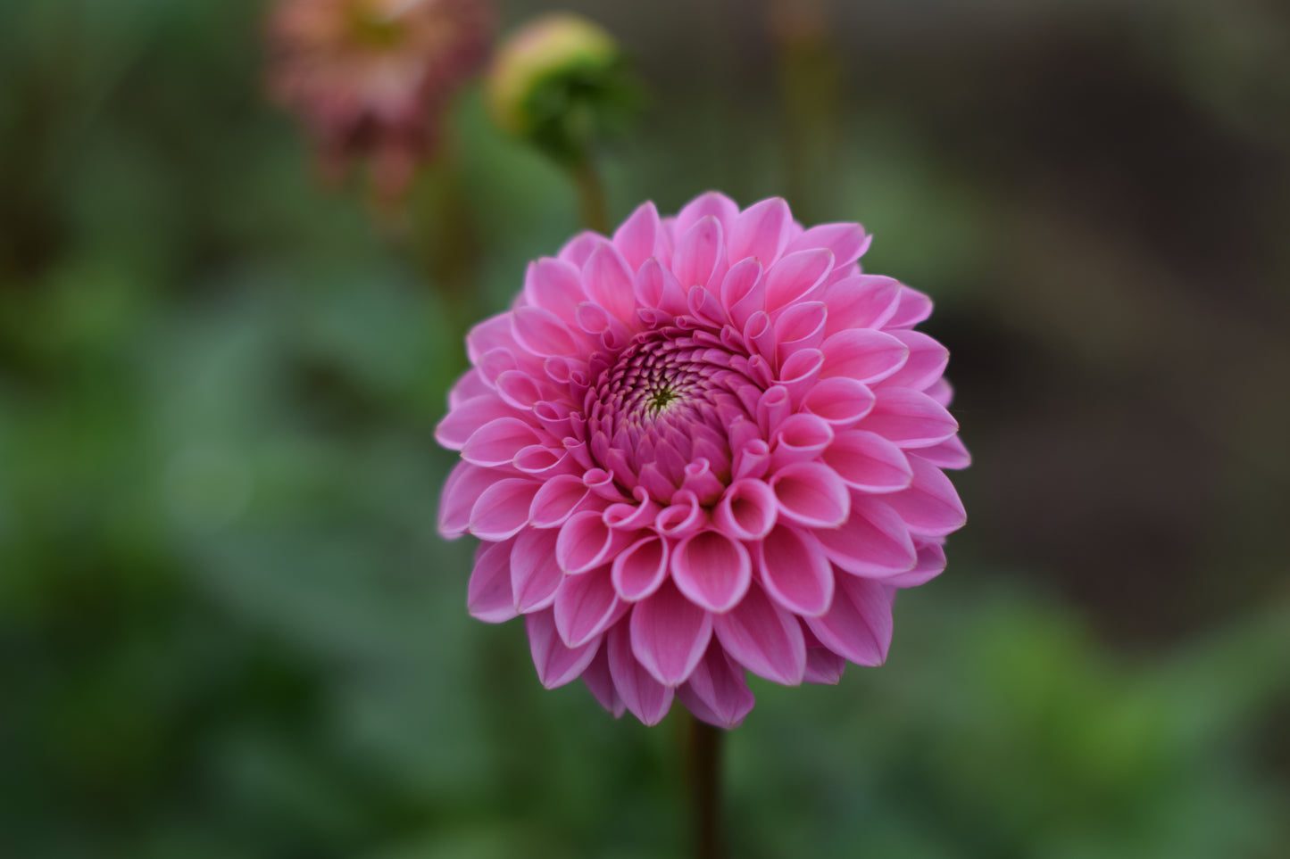 Dahlia Sandra