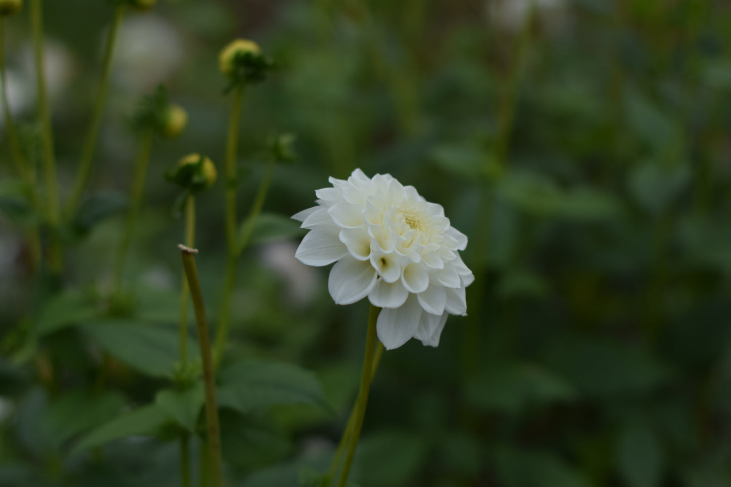 Dahlia White Love