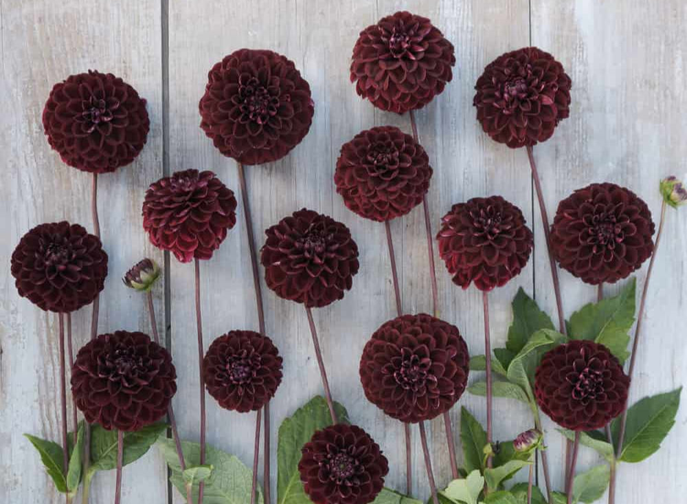 Dahlia Dark Spirit