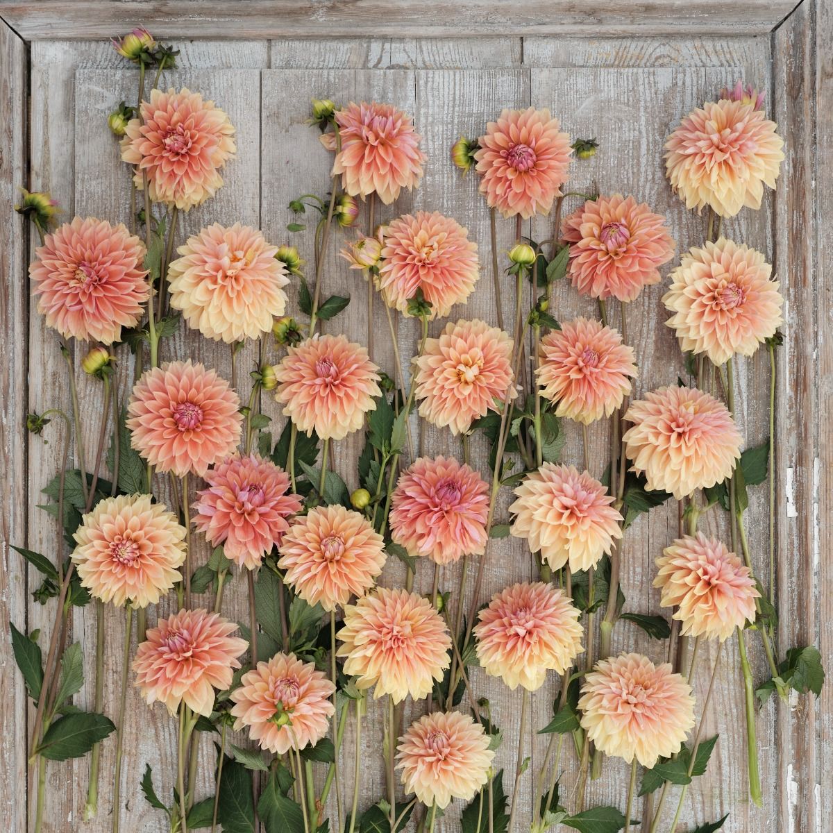 Dahlia Kick Off