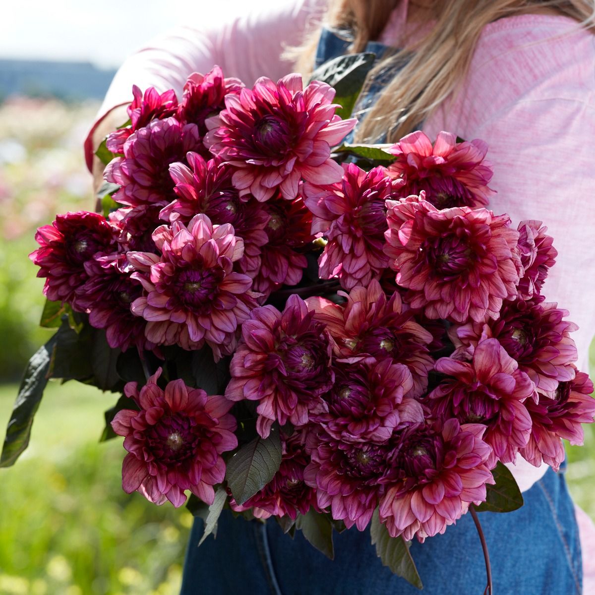 Dahlia Molly Raven