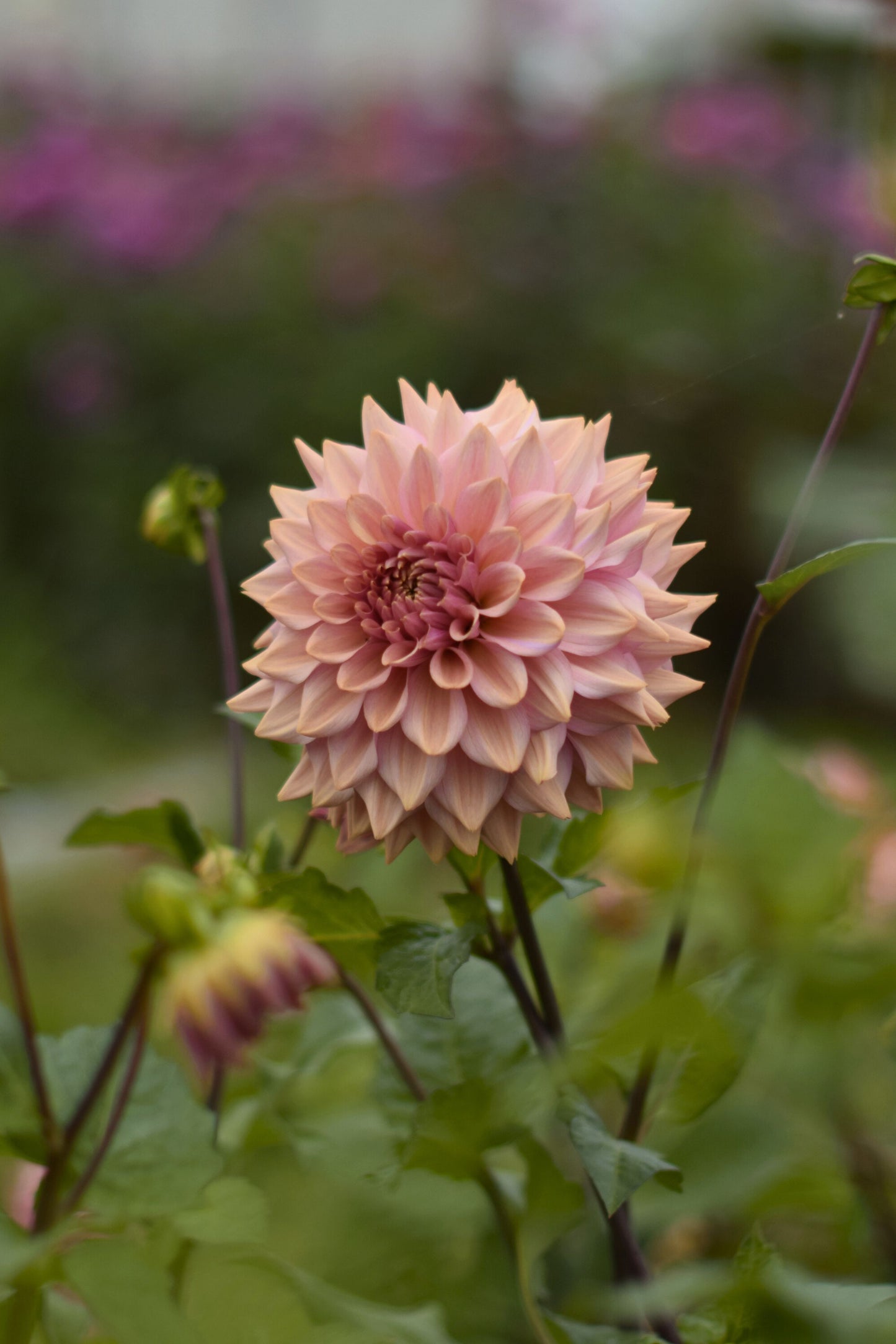 Dahlia La Belle Epoque