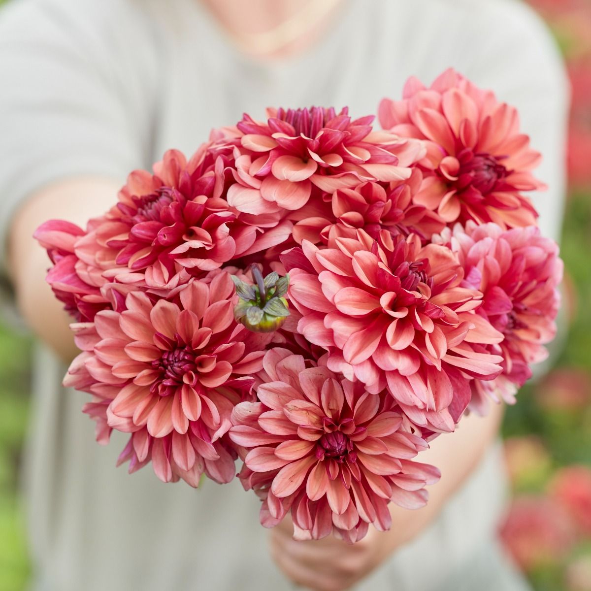 Dahlia Negroni Sunset