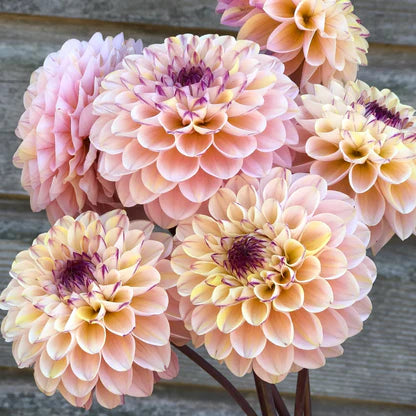 Dahlia Wine Eyed Jill