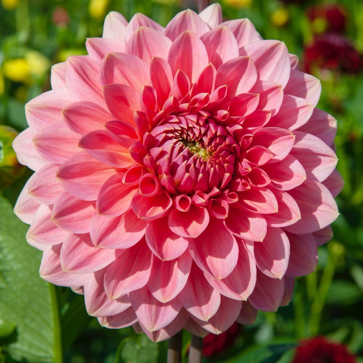 Dahlia Askwith Minnie