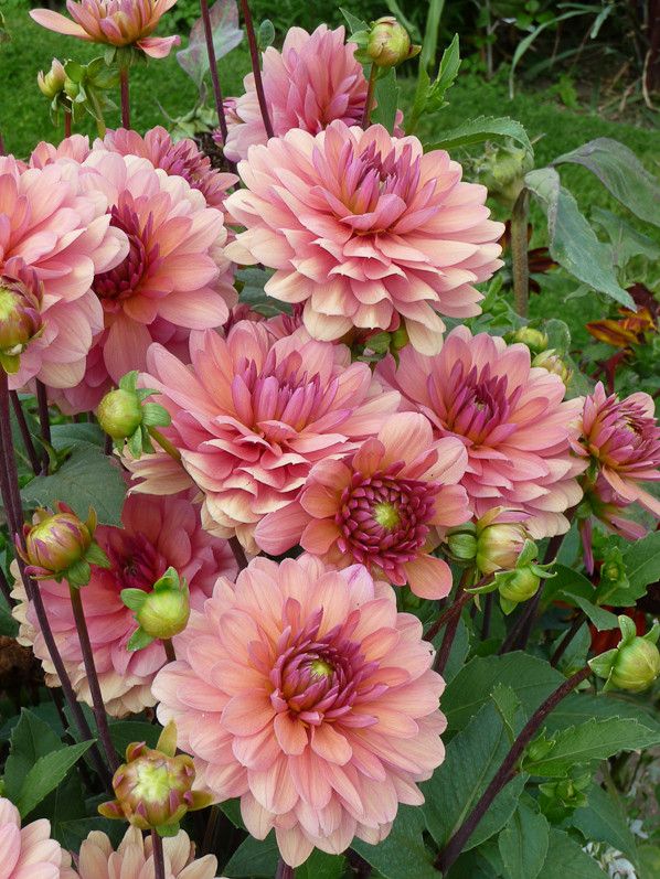 Dahlia Chateau de la Bourdaisiere