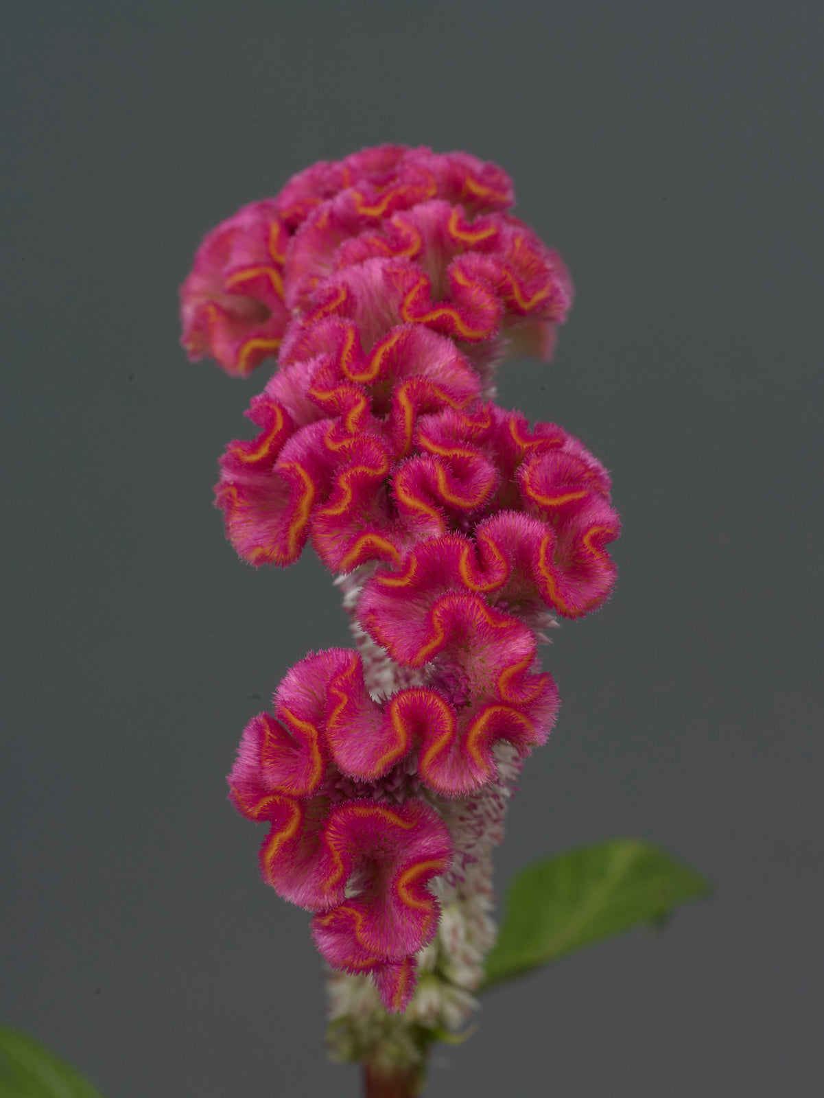 Celosia Neo Pink