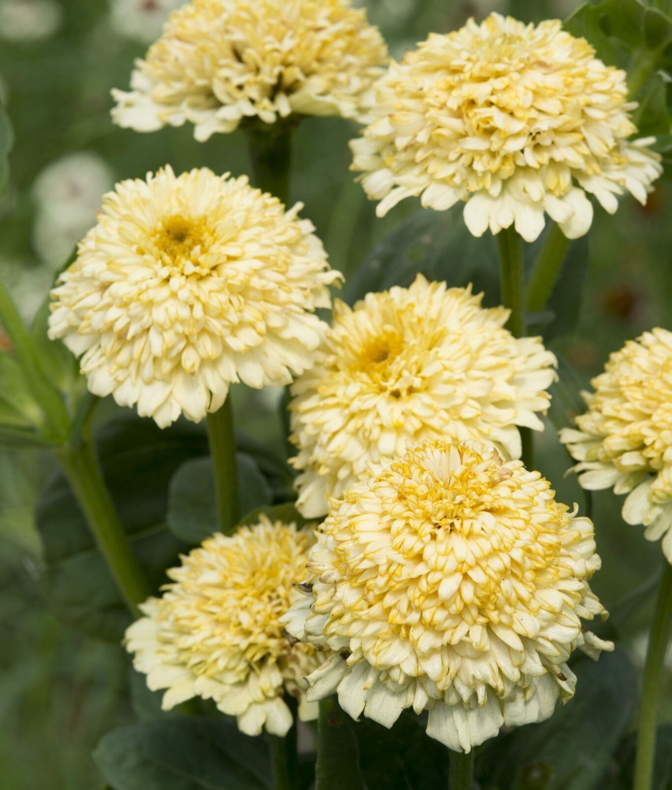 Zinnia Cresto Cream
