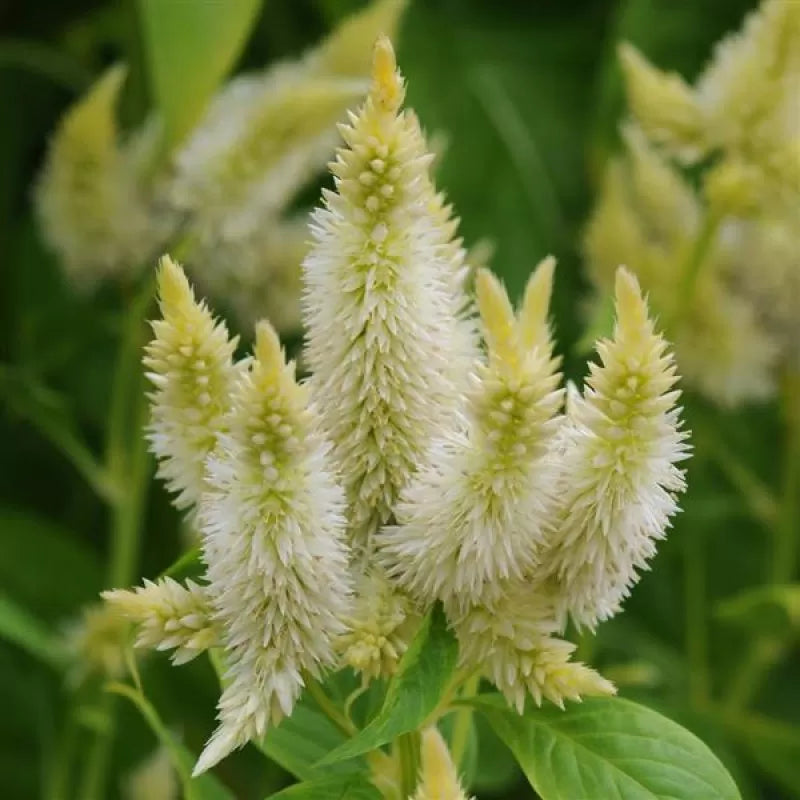 Celosia Celway White