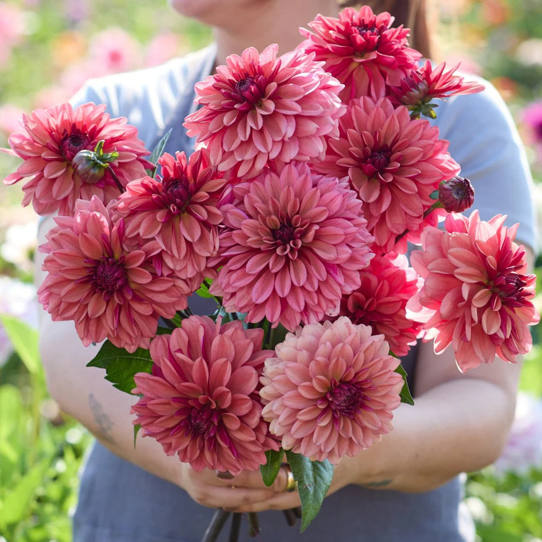 Dahlia Klara Zak