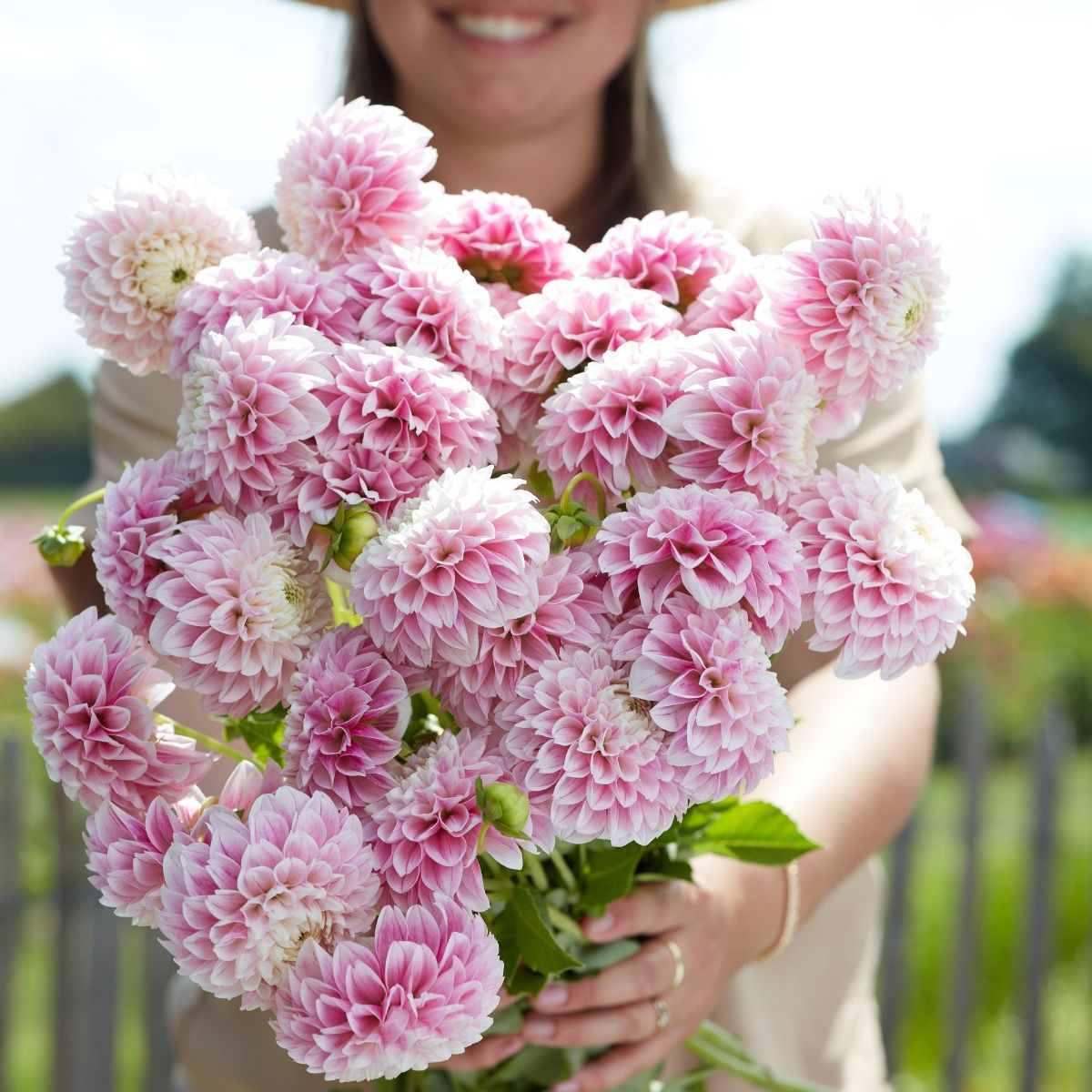 Dahlia Marshmallow Baby