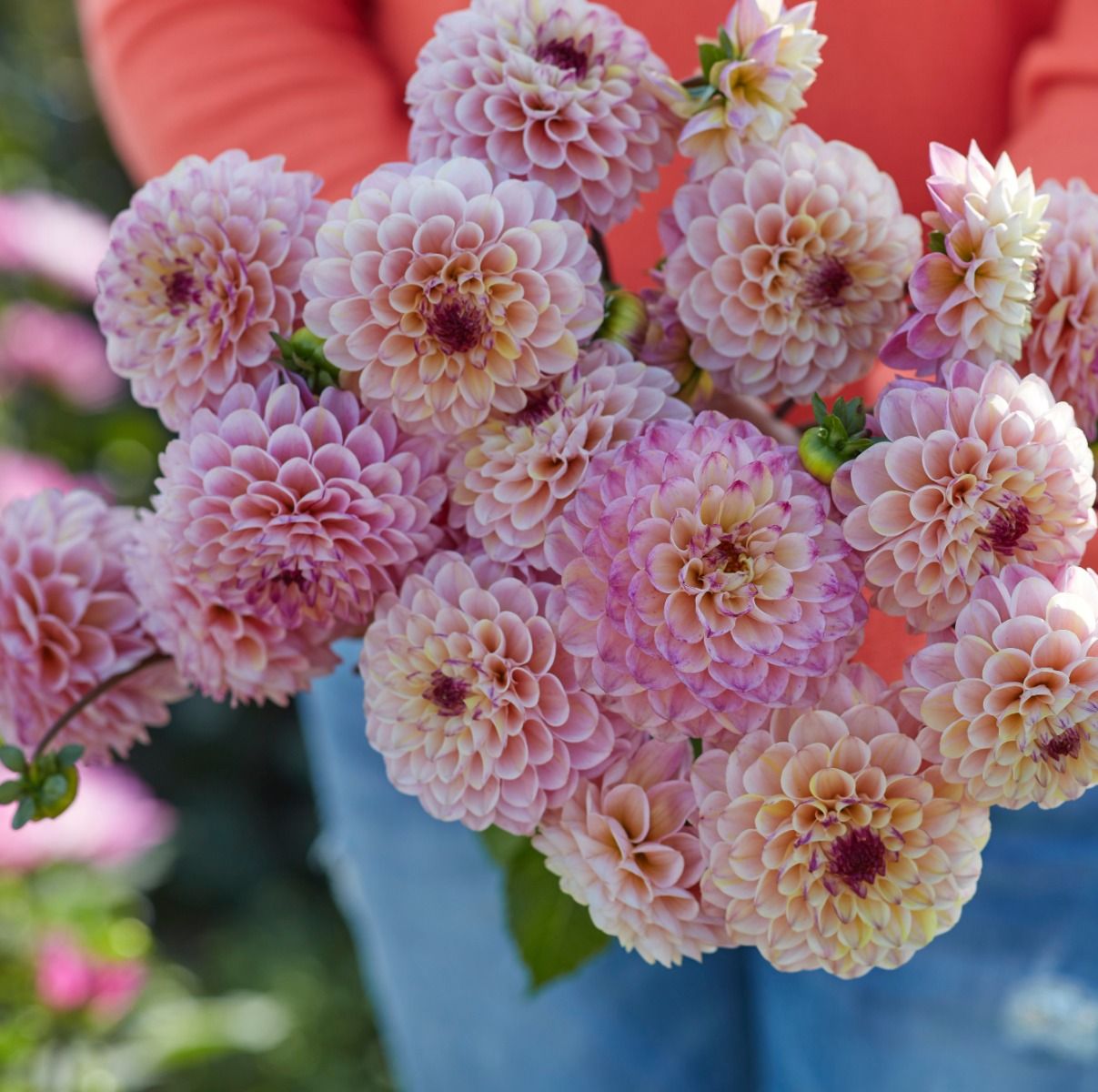 Dahlia Wine Eyed Jill