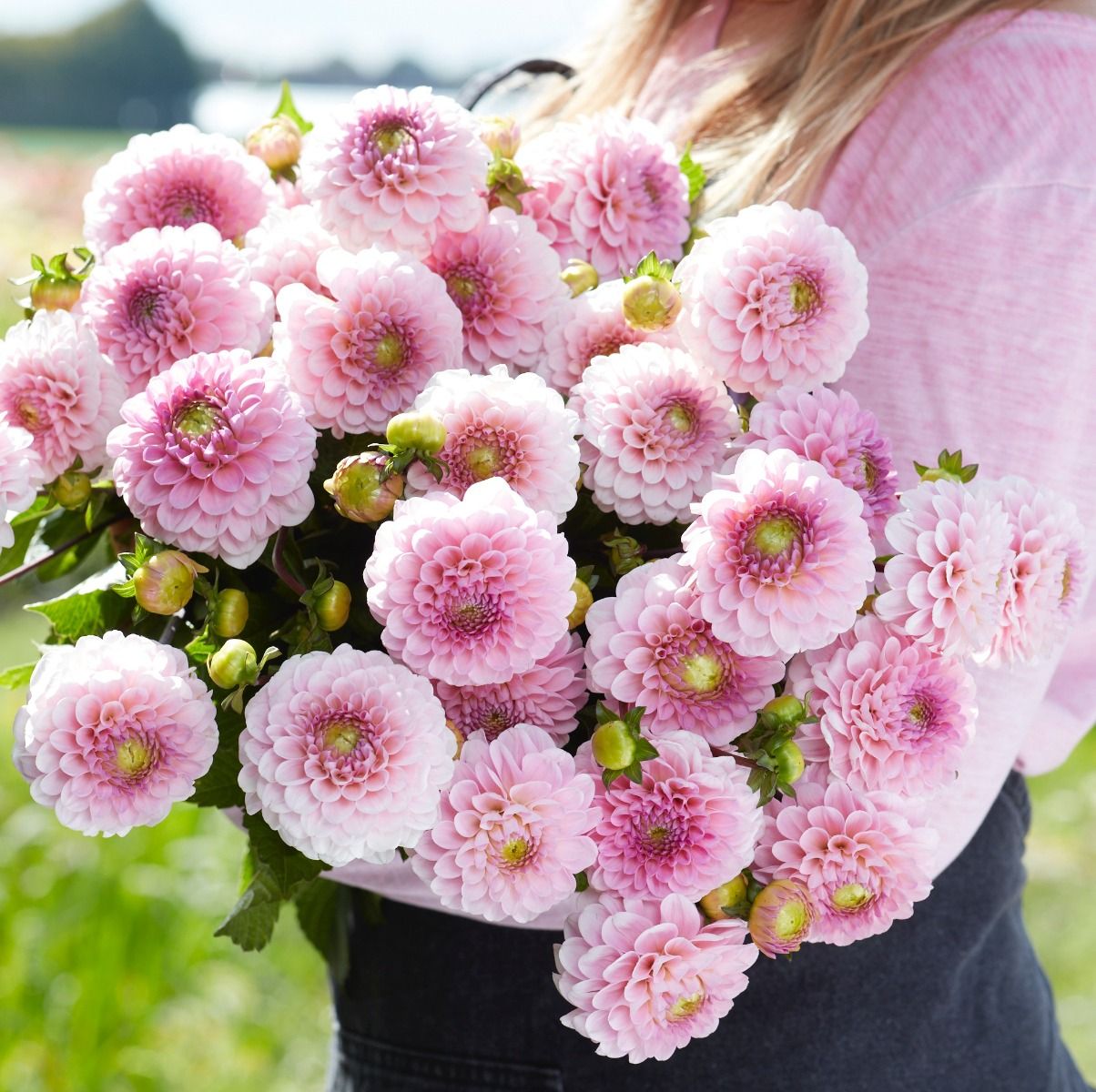 Dahlia Wizard of Oz