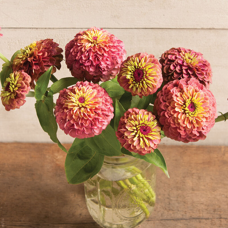 Zinnia Queen Red Lime