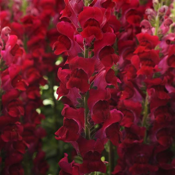 Lejongap Potomac Crimson
