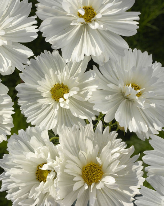 Rosenskära Fizzy White