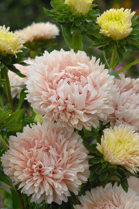 Aster Apricot Dream