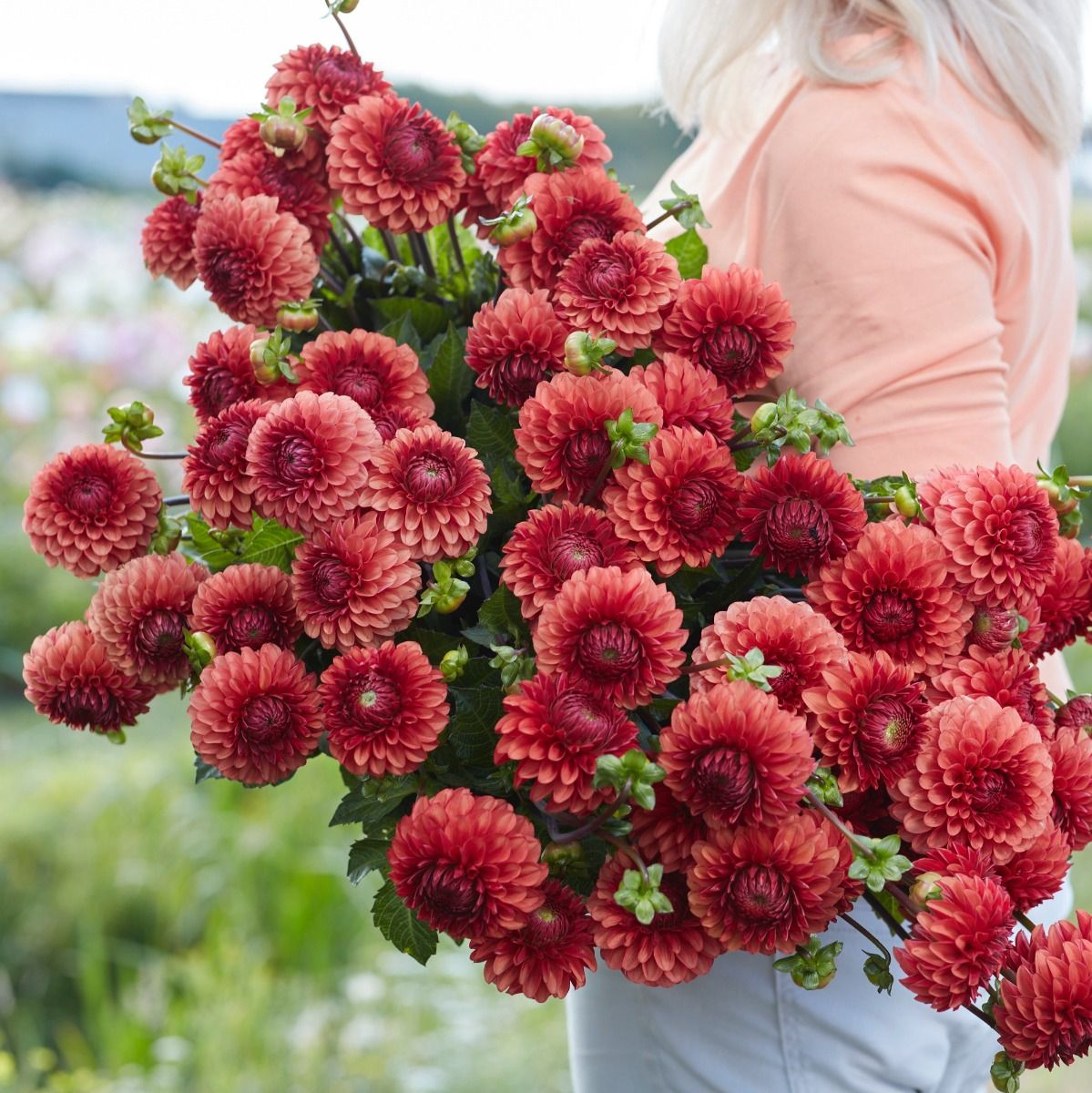 Dahlia Brown Sugar