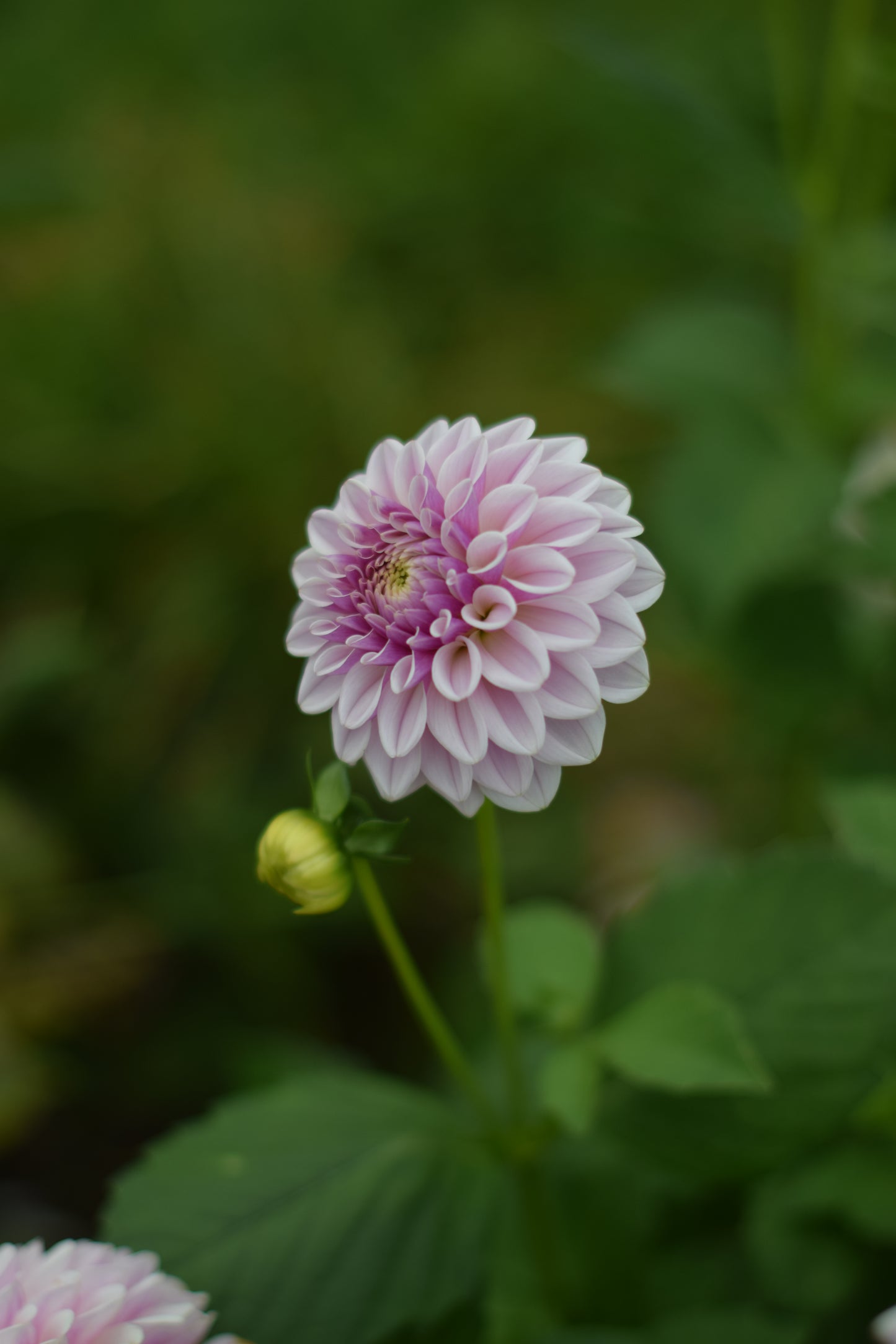 Dahlia Pink Silk