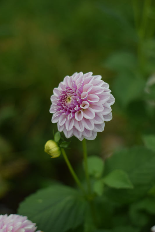 Dahlia Pink Silk