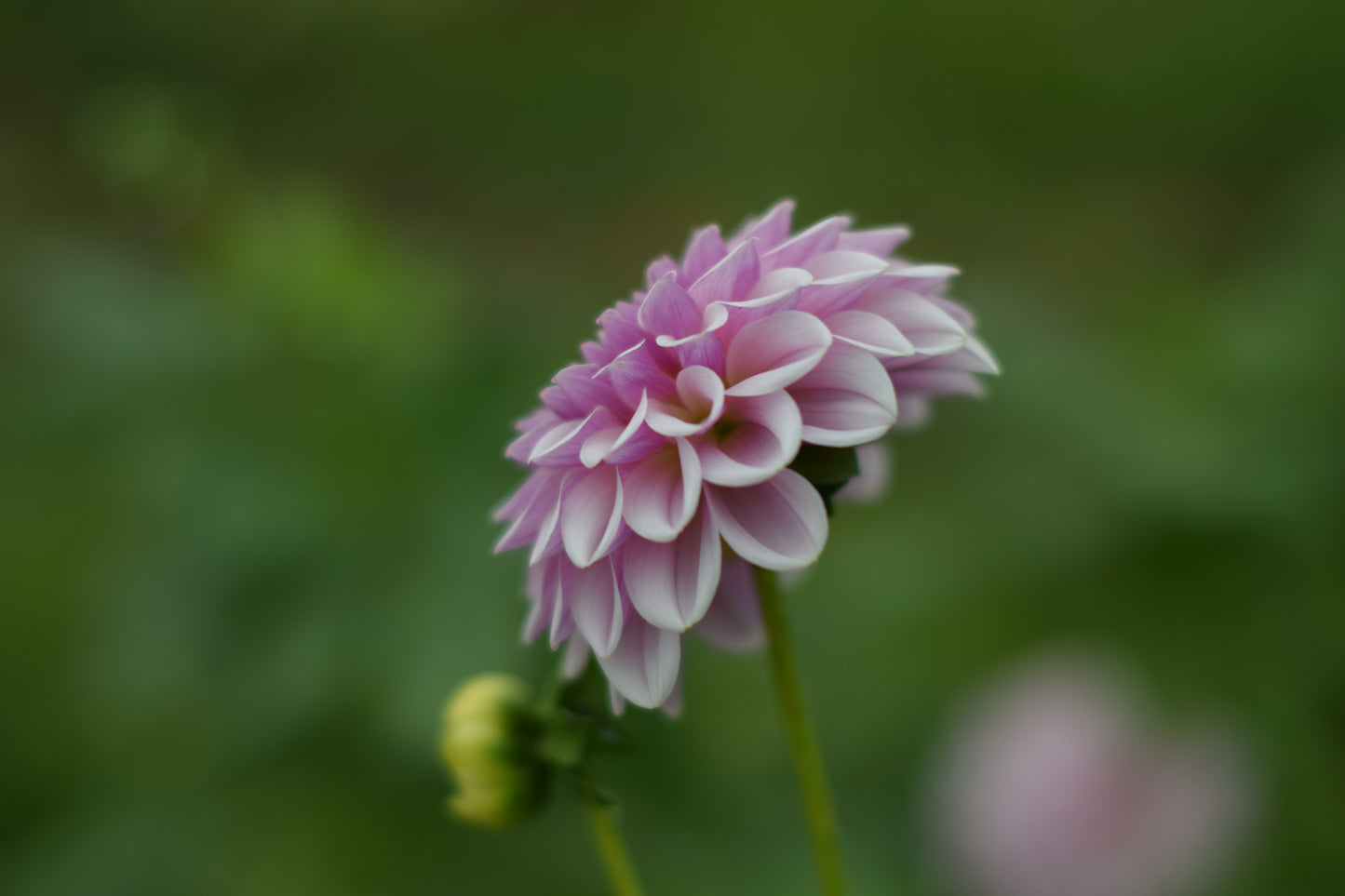 Dahlia Pink Silk