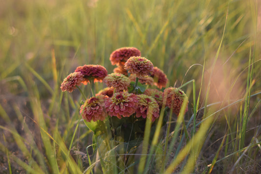 Zinnia Queen Lime Orange