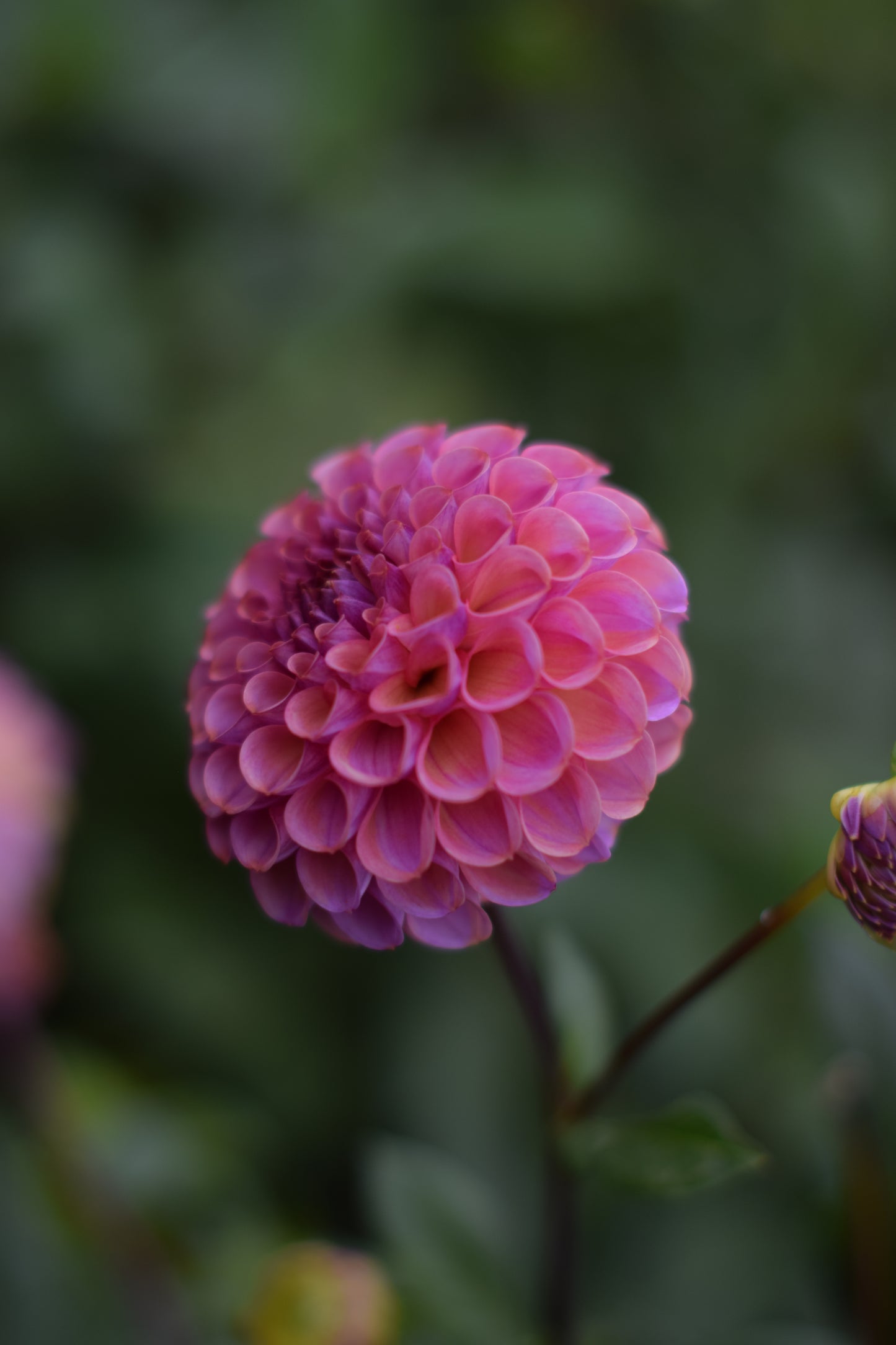 Dahlia Caitlins Joy