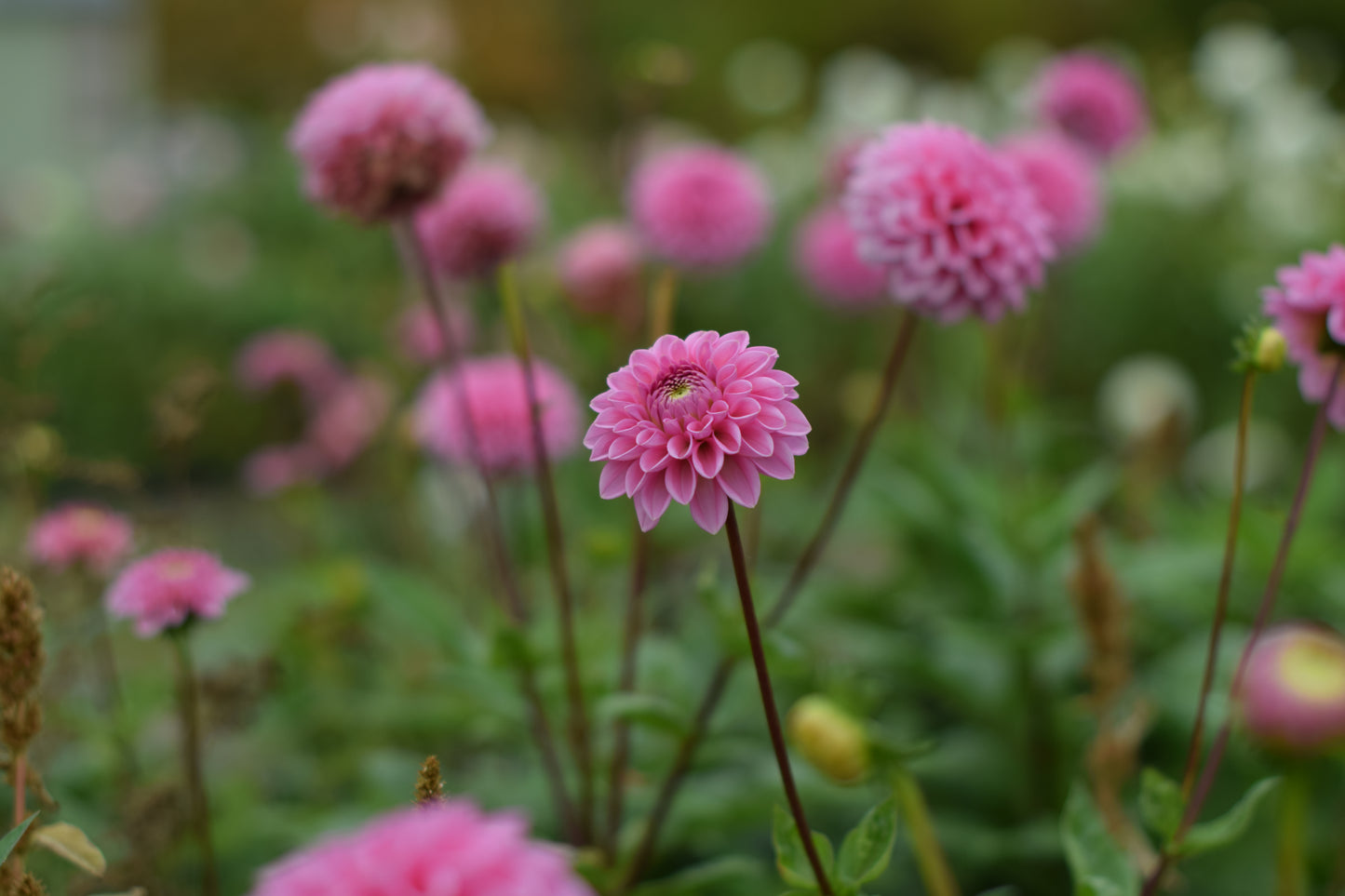 Dahlia Sandra