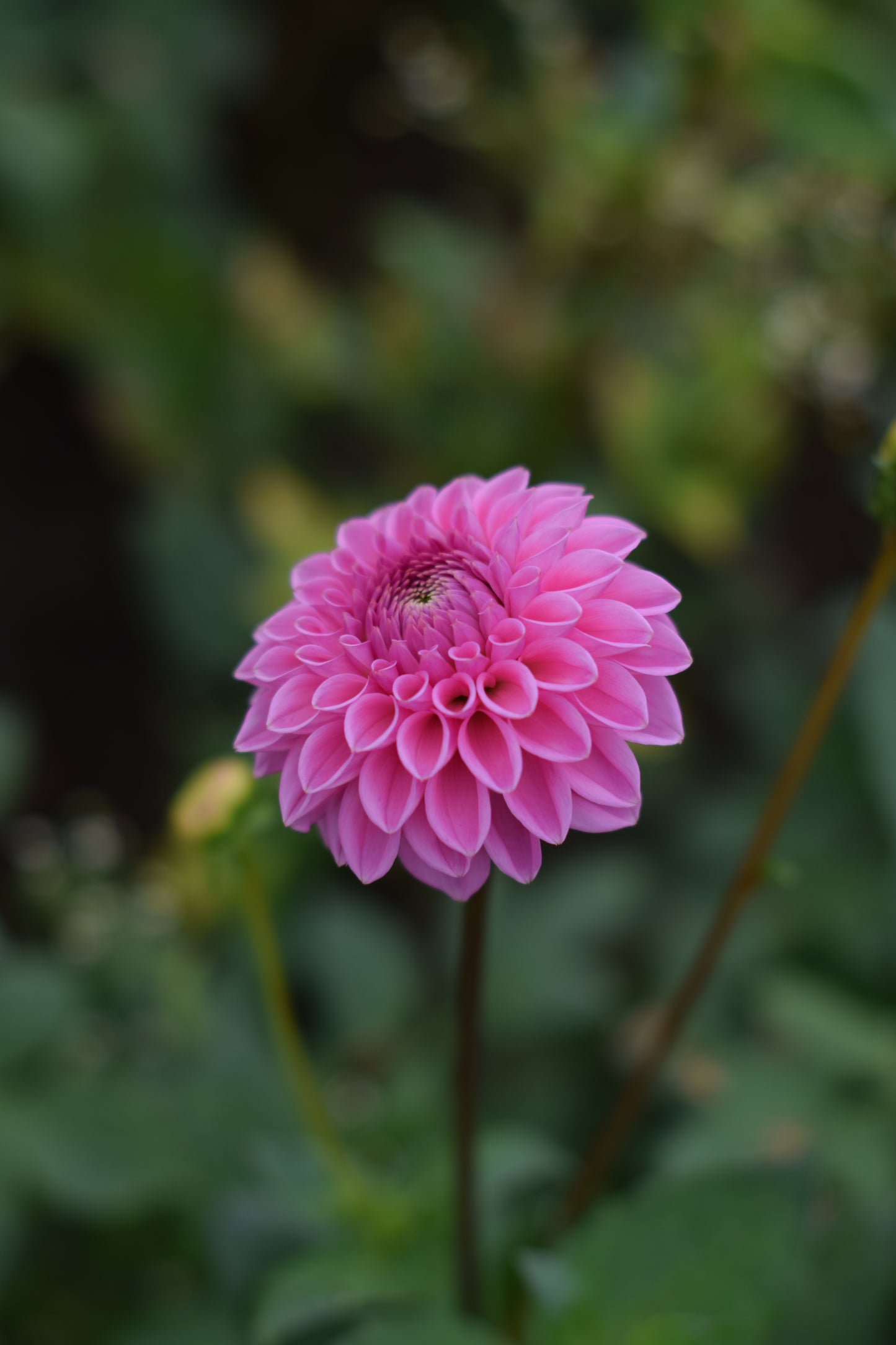 Dahlia Sandra