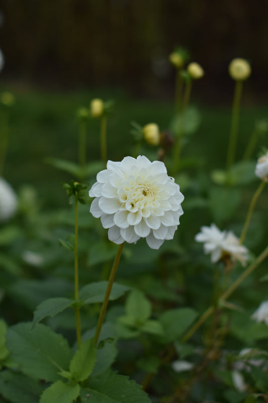 Dahlia White Love