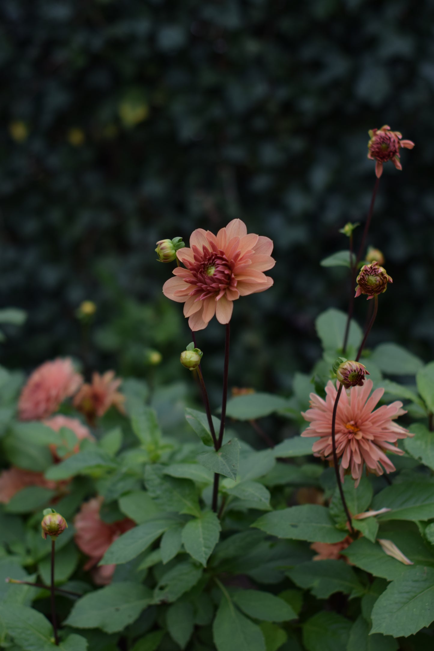 Dahlia Chateau de la Bourdaisiere