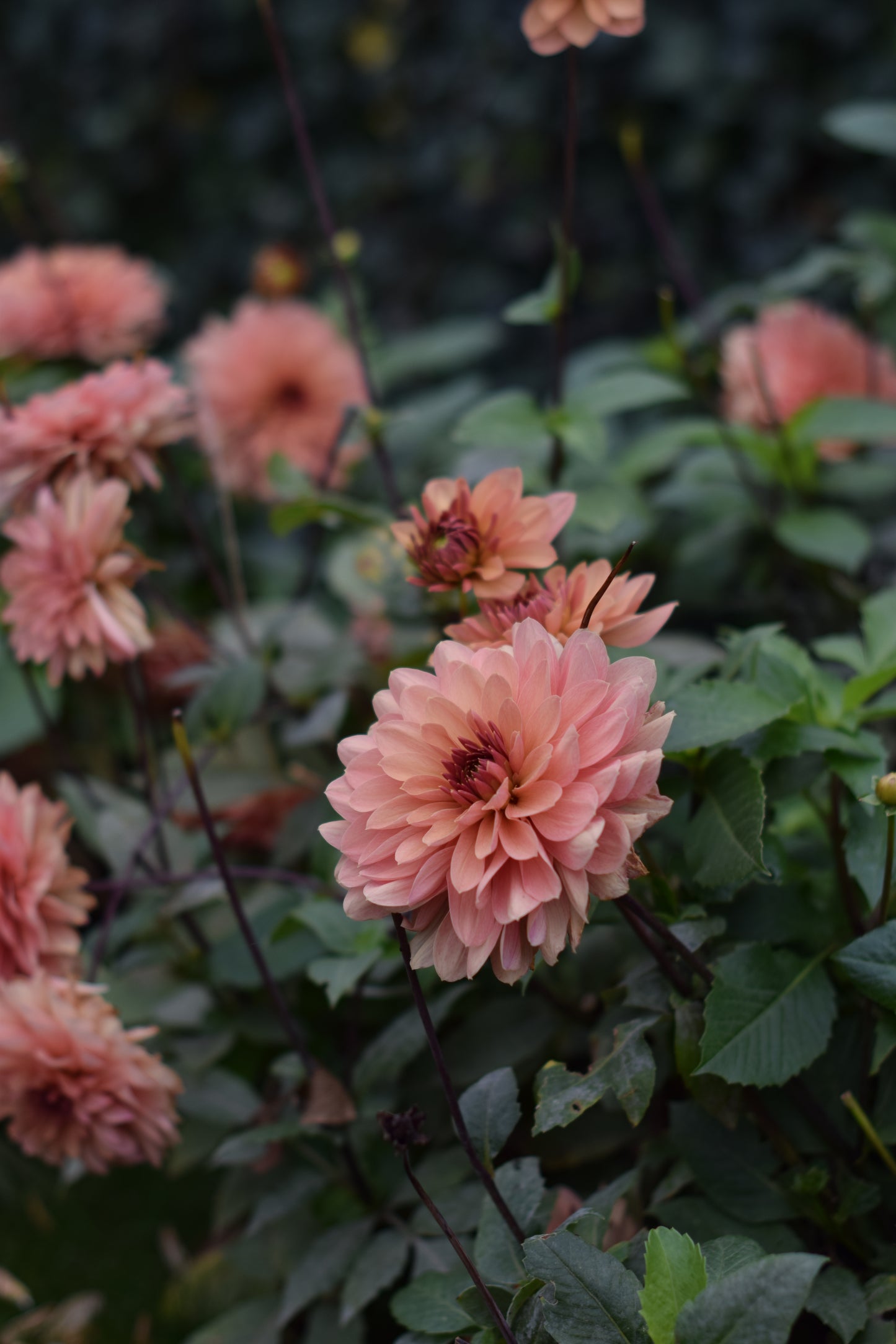 Dahlia Chateau de la Bourdaisiere
