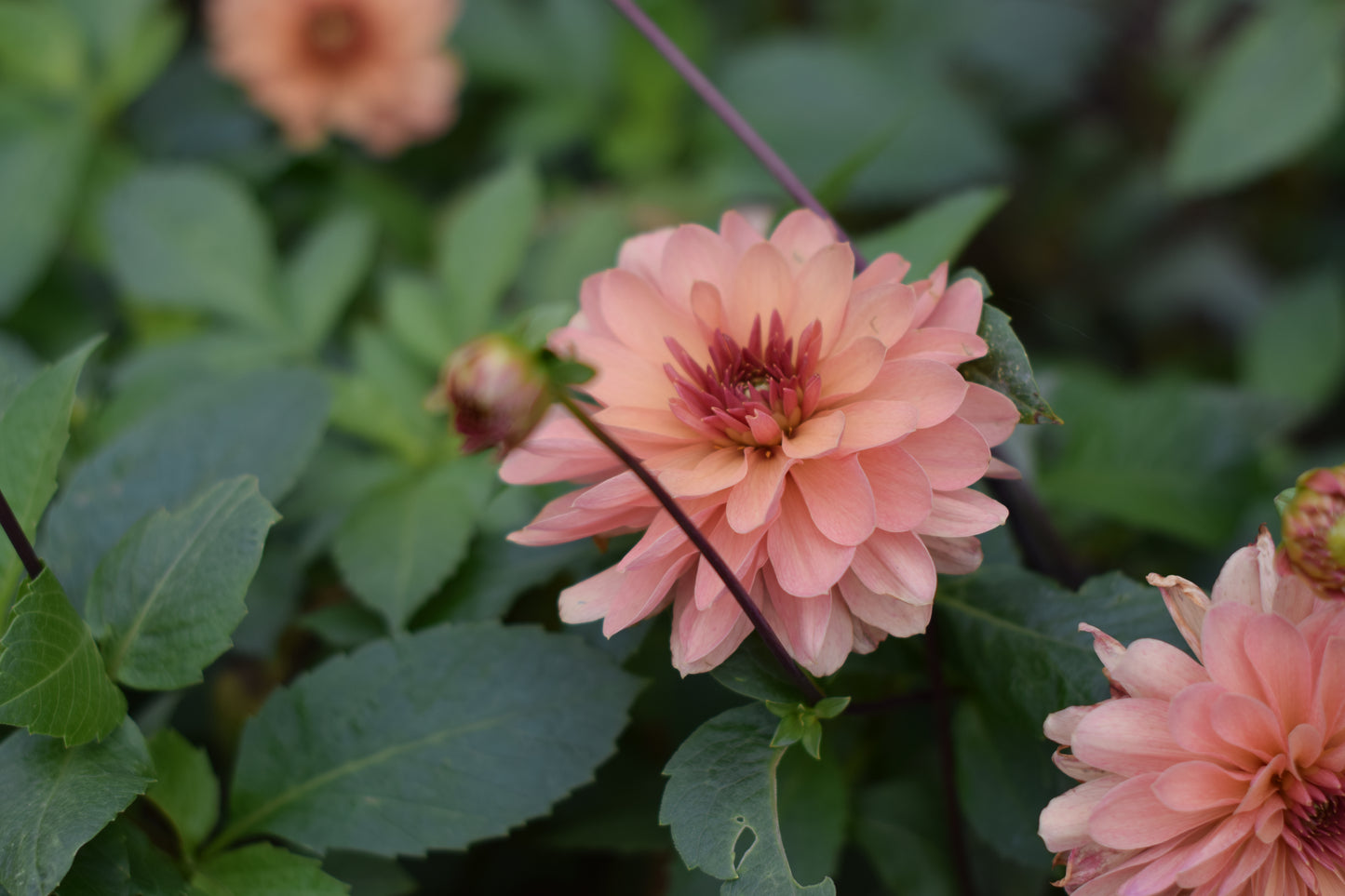 Dahlia Chateau de la Bourdaisiere