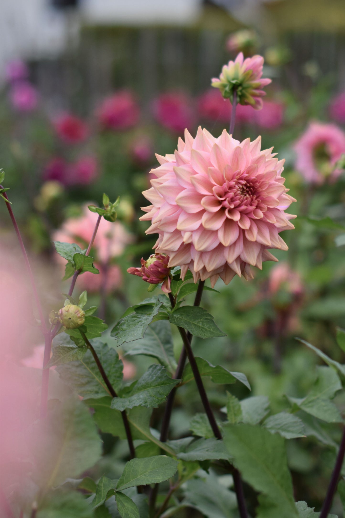 Dahlia La Belle Epoque