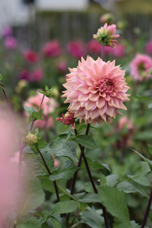 Dahlia La Belle Epoque
