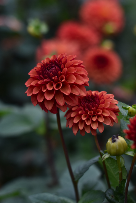 Dahlia Brown Sugar