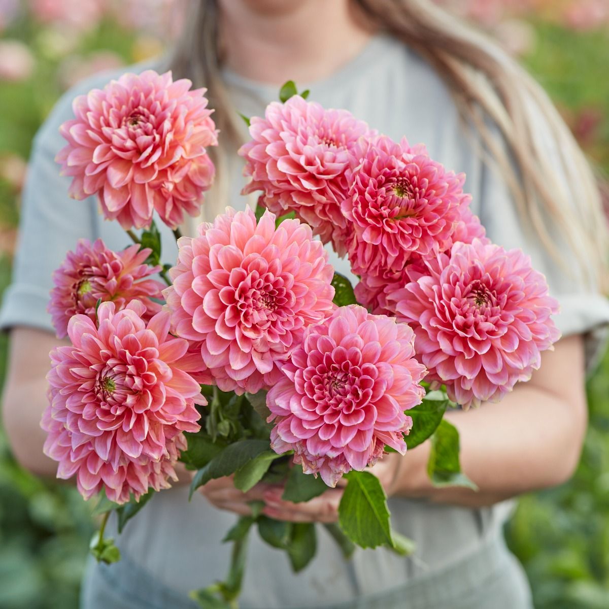 Dahlia Rina Bredie