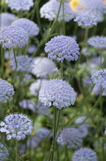 Spetsblomma Blue Lace