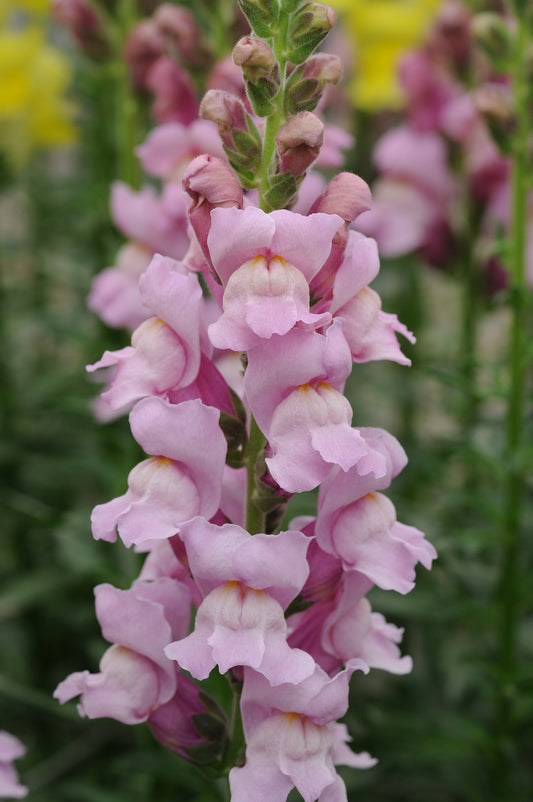 Lejongap Potomac Lavender