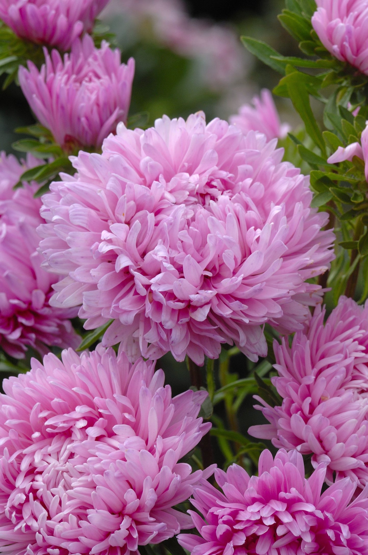Aster Candyfloss
